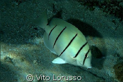 Fishs by Vito Lorusso 